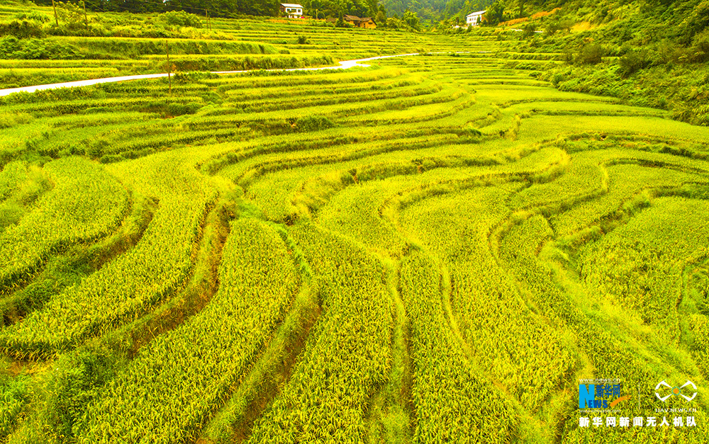 不簽【渝情渝景】重慶石灘梯田一派豐收景象