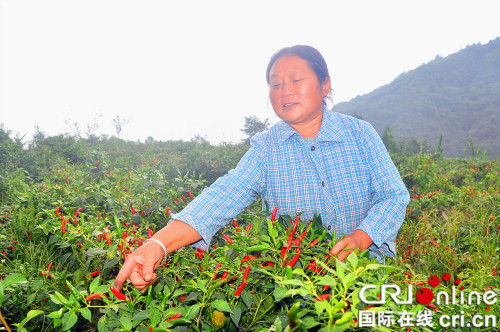 【區縣聯動】【石柱】重慶石柱：科學種椒增産增收