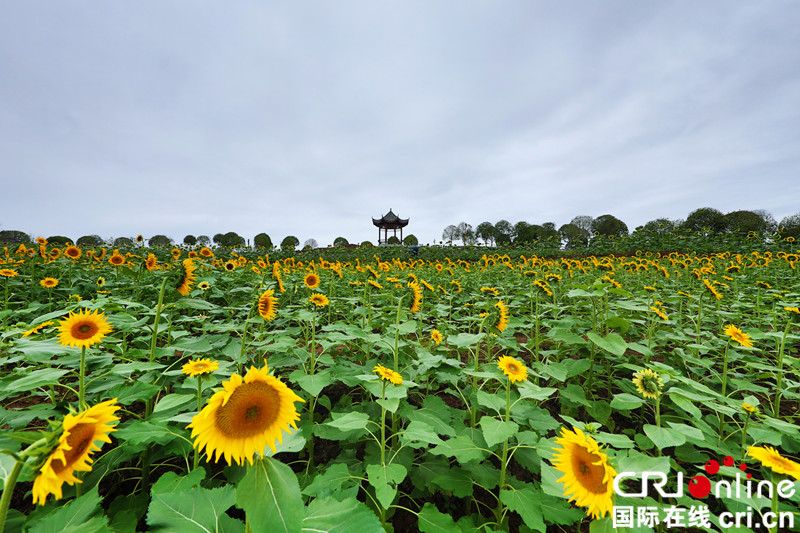【CRI專稿 列表】重慶梁平各大景區國慶添新景、送福利