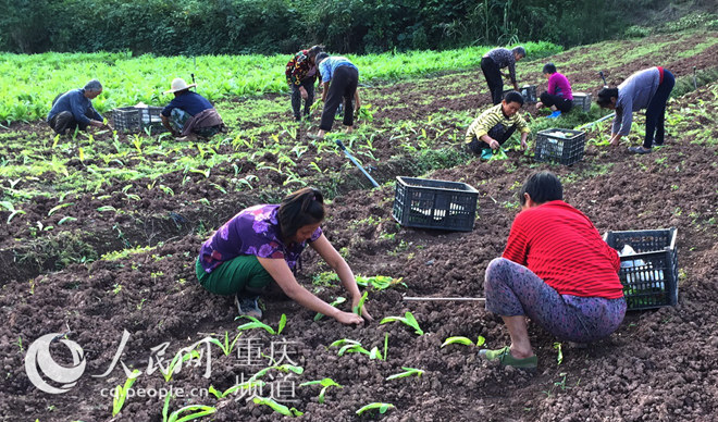 不簽【區縣聯動】【銅梁】天氣晴好 3萬畝早冬菜搶栽忙