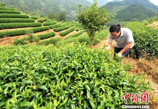 台灣青年登陸閩西客家山鄉種茶遇真愛