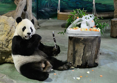 台北動物園為大熊貓團團圓圓舉辦生日派對