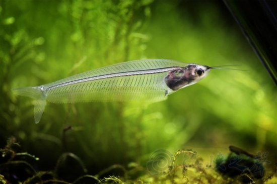 十一黃金周擬態生物特展亮相上海