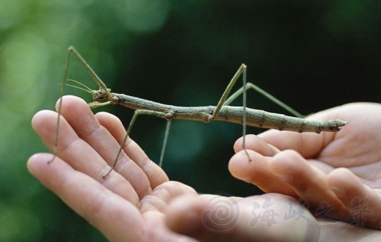 十一黃金周擬態生物特展亮相上海