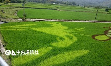 台灣花蓮富裏鄉出現水稻彩繪 卡通圖案超吸睛