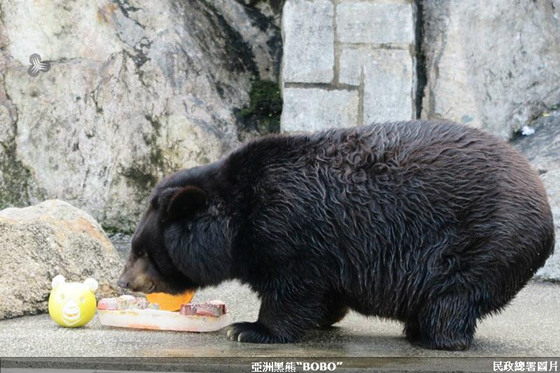 大熊貓“開開”“心心”品月餅度中秋