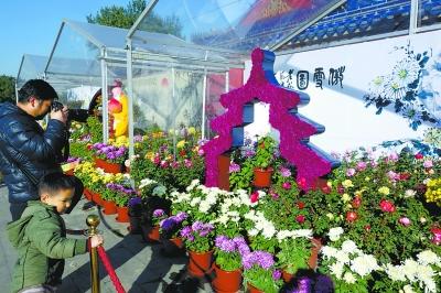 祈年殿60年來首辦菊展 天壇栽培菊花可追溯到明代