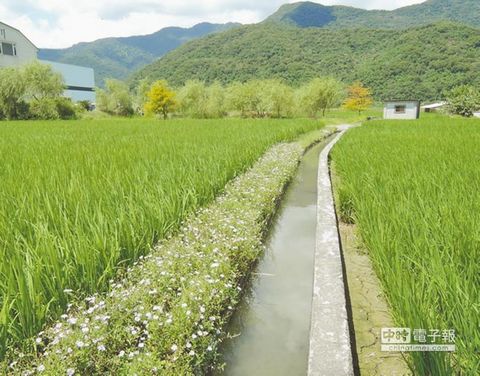 野花鋪成毯 台灣花蓮荒地變綠園