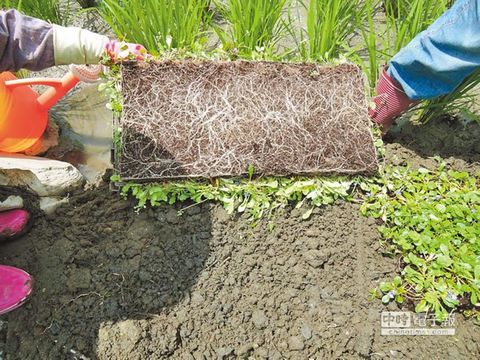 野花鋪成毯 台灣花蓮荒地變綠園