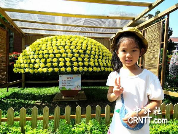 台灣“士林官邸菊展”開放 遊人如織