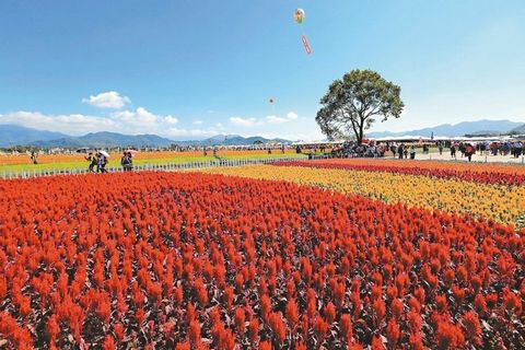 台中舉辦國際花毯節 花仙邀你走進奇幻世界