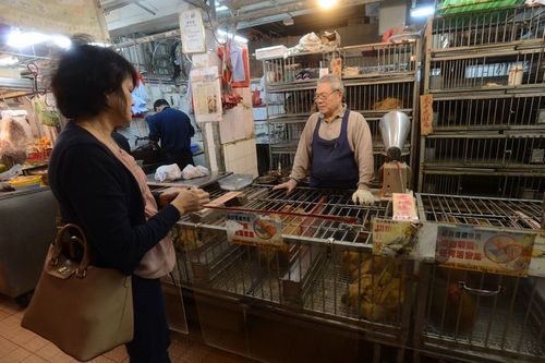 3000活雞最快明天香港應市天價一隻500元港幣