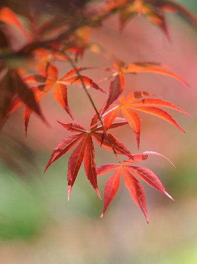 2014入秋京城賞紅葉哪好 14個紅葉觀賞地精品推薦