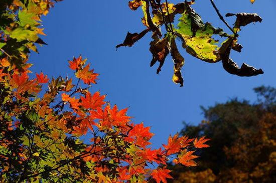 2014入秋京城賞紅葉哪好 14個紅葉觀賞地精品推薦