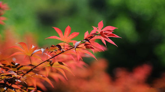 2014入秋京城賞紅葉哪好 14個紅葉觀賞地精品推薦