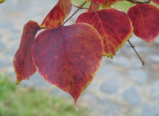 2014入秋京城賞紅葉哪好 14個紅葉觀賞地精品推薦