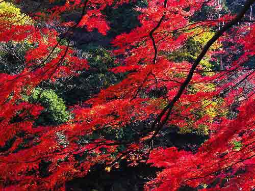 2014入秋京城賞紅葉哪好 14個紅葉觀賞地精品推薦