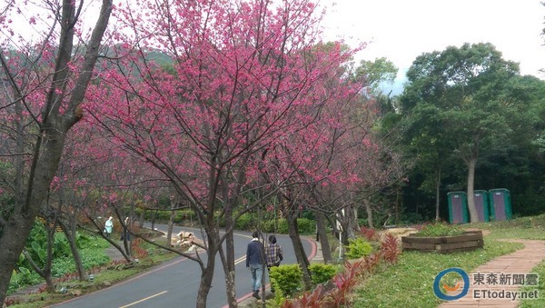 早晨的櫻花隧道別有一番清靜之美。（圖／北市大地工程處提供）