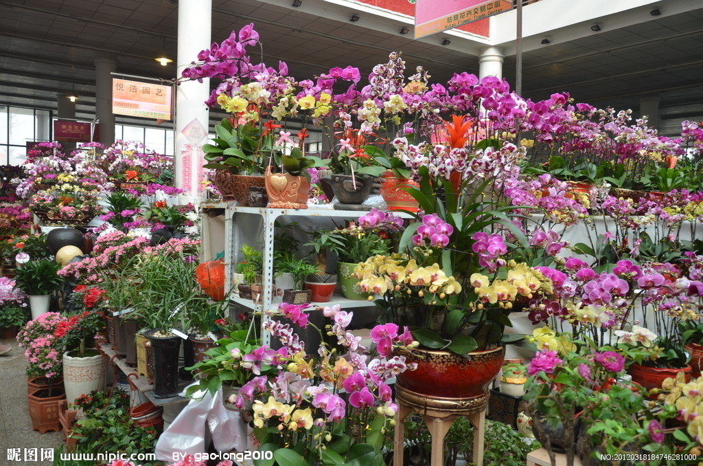 春節期間哪些花受青睞? 上海市民偏好防霾植物