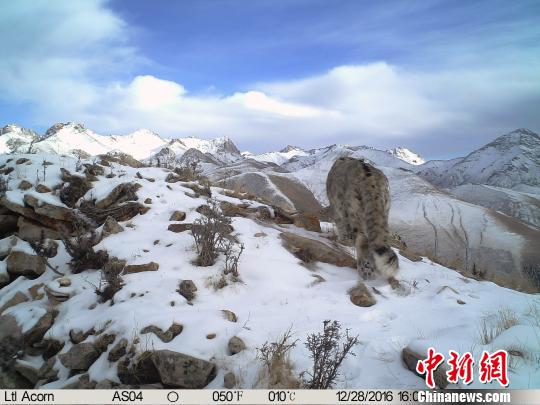 世界雪豹日：瀾滄江源雪豹“靚照”發佈