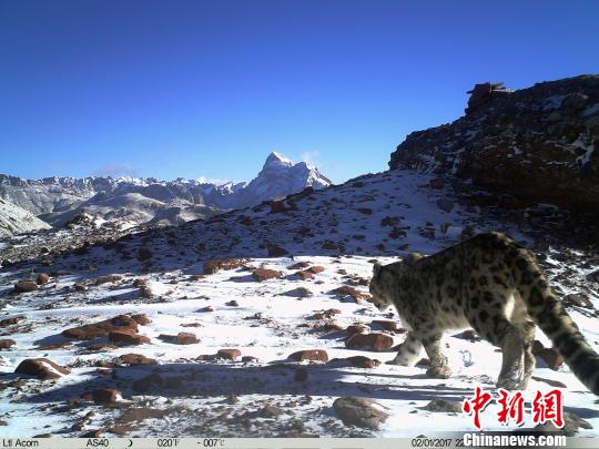 世界雪豹日：瀾滄江源雪豹“靚照”發佈