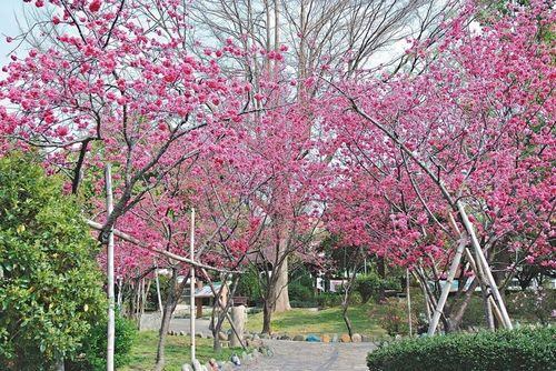 “春神”走入台中市區 賞櫻不必爬山