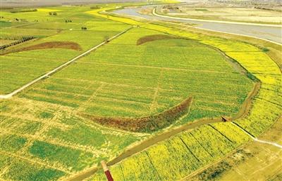 麥田景觀頻現南京鄉間 農田藝術帶火鄉村旅遊