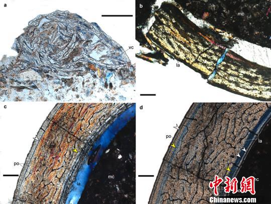 新疆發現數百枚3D翼龍蛋與胚胎化石