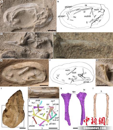 新疆發現數百枚3D翼龍蛋與胚胎化石