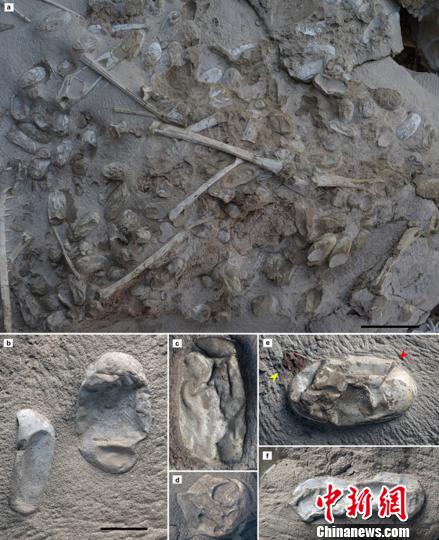 新疆發現數百枚3D翼龍蛋與胚胎化石
