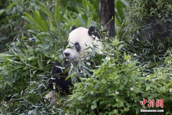 台北市立動物園：大陸贈臺大熊貓一家生活得很快樂