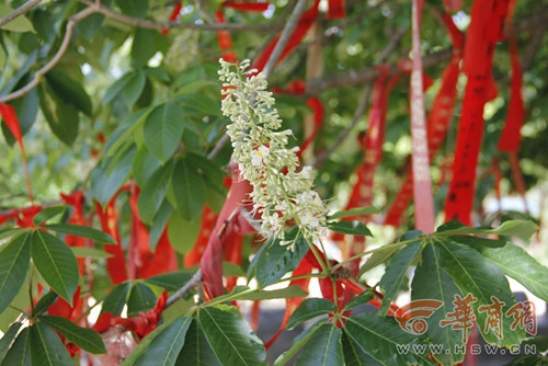 玄奘手植娑羅樹子樹成功移植 將紮根大雁塔下