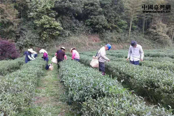 深耕大陸接力創業15載：兩代臺商的梅州茶緣