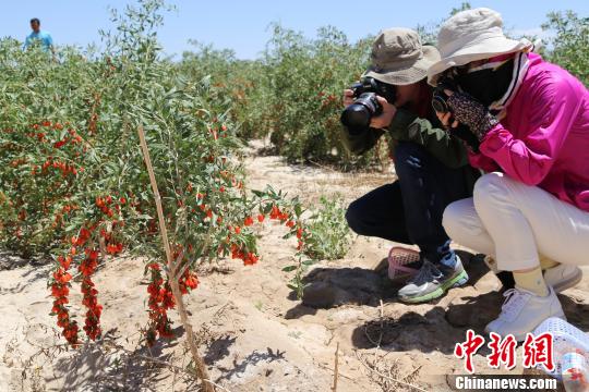 海外華文媒體高層探秘柴達木綠洲青海都蘭