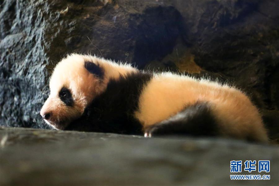 比利時動物園遊客爆棚 為見大熊貓萌寶排隊數小時