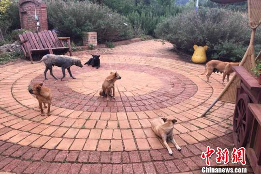 為愛共建百畝香草園：一對在滇兩岸夫妻的十年婚姻故事