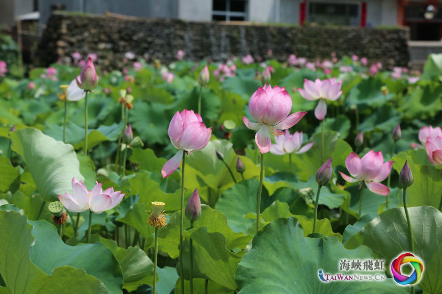 圖片默認標題_fororder_張墩村村民種植荷花