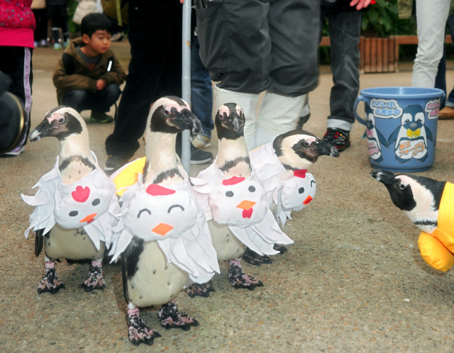 為迎雞年 日本一動物園給企鵝換裝cos小雞