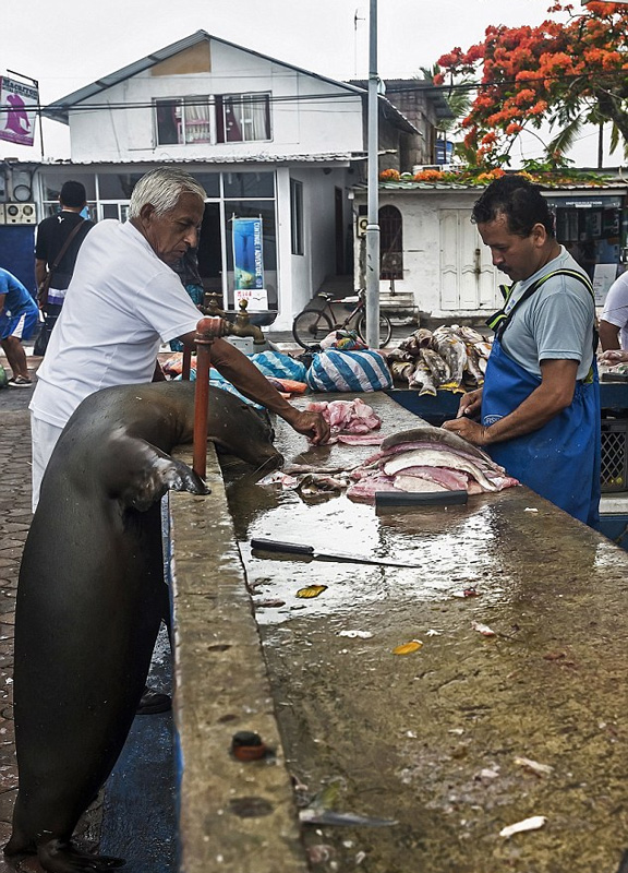 厄瓜多爾一海獅變魚攤常客 排隊“購買”金槍魚(組圖)