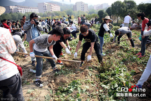 浙江高校舉行秋收慶典 千名學子校園裏挖番薯割水稻