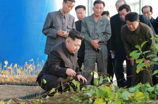 金正恩視察種植園區 多次蹲下腿疾已無大礙