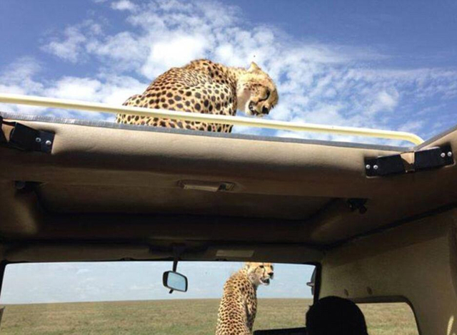 非洲獵豹車頂天窗伸頭凝視旅客(圖)