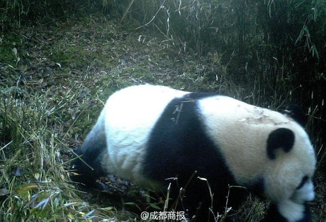 九寨溝首次拍到野生大熊貓叼崽同遊畫面