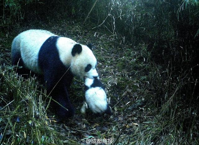 九寨溝首次拍到野生大熊貓叼崽同遊畫面