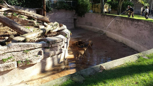 西班牙男子跳進動物園獅子山 園方用水槍解救