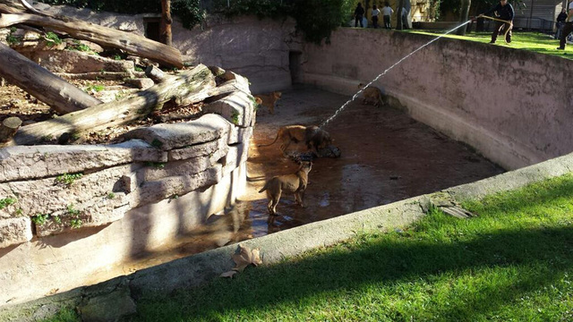 西班牙男子跳進動物園獅子山 園方用水槍解救