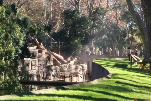 西班牙男子跳進動物園獅子山 園方用水槍解救