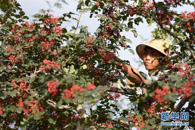 甘肅臨夏：花椒采收忙