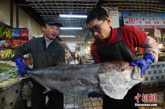 漁民渤海灣捕獲重100余斤巨型“怪魚”