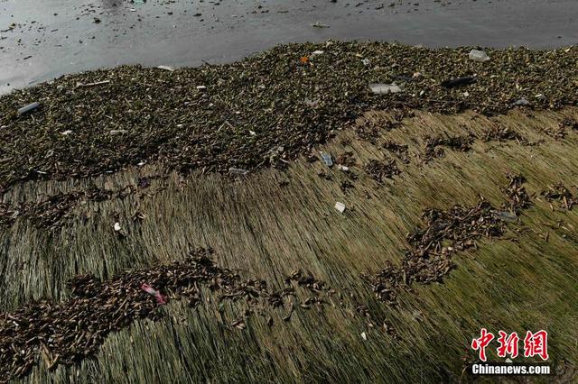 上海黃浦江灘塗現“垃圾帶”